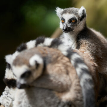 im Hintergrund sitzender, in Gefangenschaft lebender Katta, lemur catta in einem Tierpark