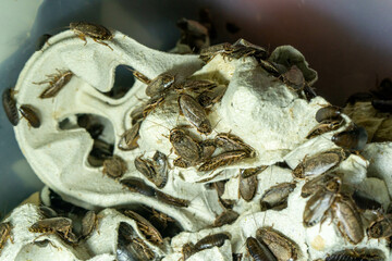 Insects cluster textured organic close-up brown entomology arthropods exoskeleton many detailed...