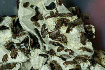 Insects cluster textured organic close-up brown entomology arthropods exoskeleton many detailed natural pattern aggregat