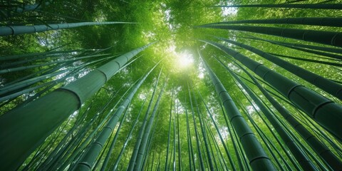Upward View of Bamboo Forest Canopy