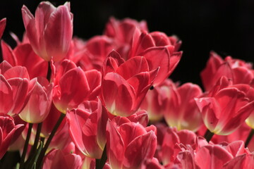 Obraz premium pink tulips