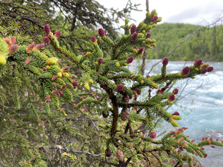 Spruce tips form at the end of branches and first appear as small bud-like protrusions encased in a...