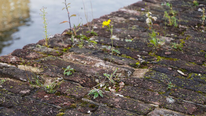 Bl&uuml;hendes Habichtskraut und andere Pflanzen auf altem Mauerwerk