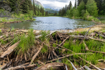 Lake Clark National Park, Alaska. A beaver dam or beaver impoundment is a dam built by beavers to...
