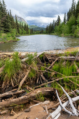 Lake Clark National Park, Alaska. A beaver dam or beaver impoundment is a dam built by beavers to...