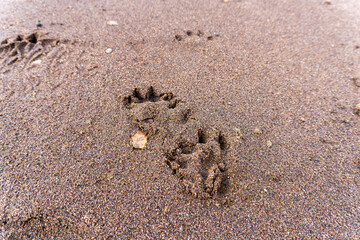 Lake Clark National Park, Alaska. Lynx tracks in damp sand. The lynx leaves roundish paw prints typical of felines. It has four toes, which are visible in the tracks.