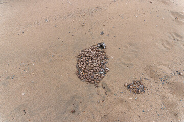 Lake Clark National Park, Alaska. Pile of moose poop, nuggets, scat, droppings. Moose droppings are oval-shaped pellets. Pile of moose droppings on a sandy beach. 