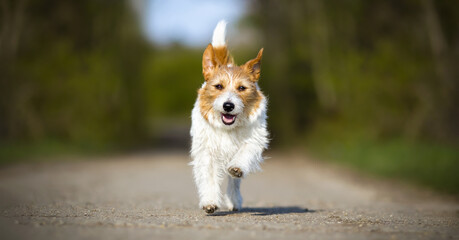 Playful happy active dog running, walking. Puppy hyperactivity banner.