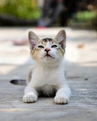 Adorable little cat relaxing, cute kitten, Furry Cat, Beautiful Cat photo, Cat wallpaper, Cute kitty. White Cat sitting with blurred bokeh background