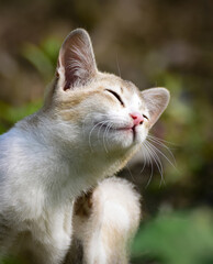 Adorable little cat relaxing, cute kitten, Furry Cat, Beautiful Cat photo, Cat wallpaper, Cute kitty. White Cat sitting with blurred bokeh background