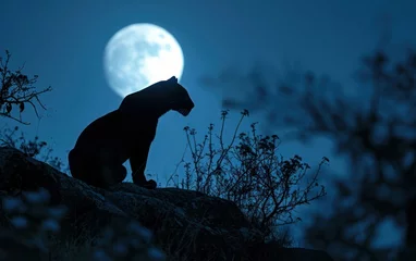 Tuinposter black panther regal silhouette against the moonlit night sky © sitifatimah