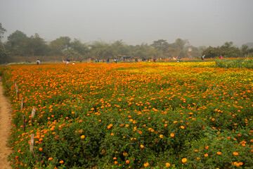 Vast field of orange marigold flowers at valley of flowers, Khirai, West Bengal, India. Flowers are harvested here for sale. Tagetes, herbaceous plants, family Asteraceae, blooming yellow marigold.