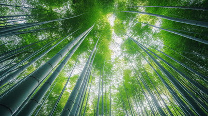 Fototapeta na wymiar A bamboo forest with tall slender bamboo stalks reaching towards the sky creating a sense of height and depth.
