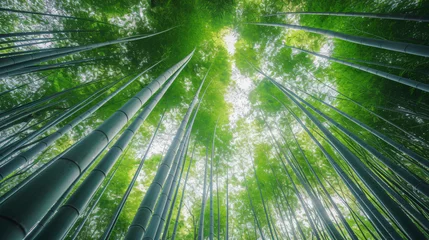 Fotobehang A bamboo forest with tall slender bamboo stalks reaching towards the sky creating a sense of height and depth. © Carlos