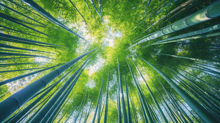Fototapeta na wymiar A bamboo forest with tall slender bamboo stalks reaching towards the sky creating a sense of height and depth.