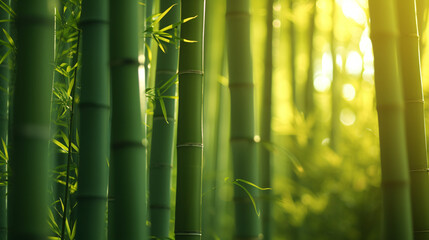 A bamboo forest with tall swaying stalks and dappled sunlight.