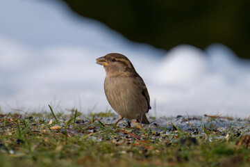 house sparrow is looking for food on the lawn in the garden at a winter day