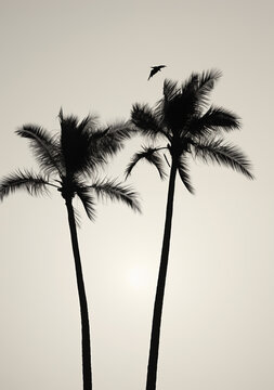 Artistic Palm Tree Silhouettes: Black and White