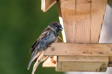 sparrows on a handmade bird feeder at a sunny winter day   