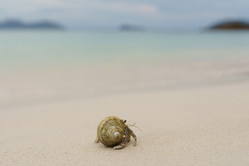 hermit crab on the beach