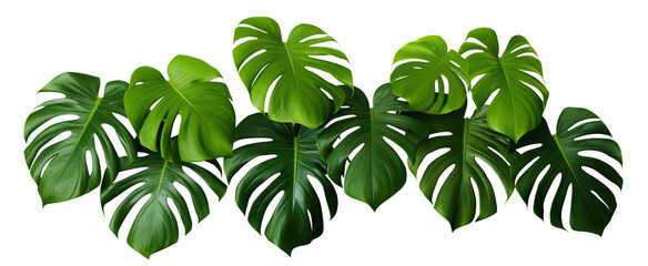 Vibrant green monstera leaves, cut out