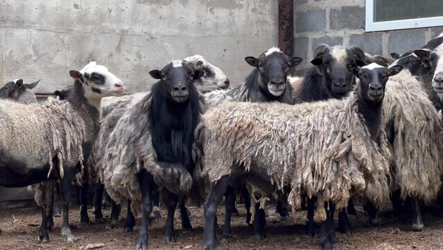 Sheep close-up. A ram and a flock of sheep need to be sheared. Sheep farm.