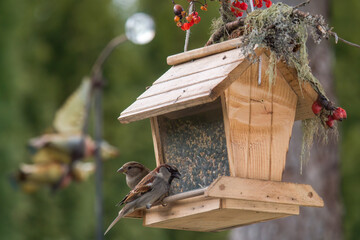 sparrows on a handmade bird feeder at a sunny winter day   