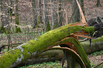 Broken tree Rugen island, Germany