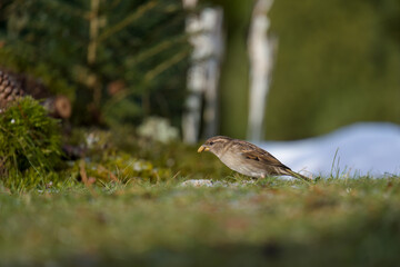 house sparrow is looking for food on the lawn in the garden at a winter day