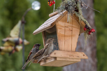 sparrows on a handmade bird feeder at a sunny winter day   