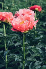 Beautiful coral red peony flowers in full bloom in the garden, close up against green leaves background. Summer flowering plant.