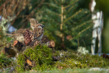 house sparrow is looking for food on the lawn in the garden at a winter day
