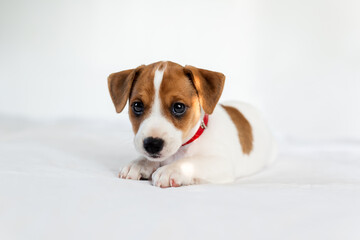 Small cute Jack Russel terrier puppy laying on the white bed close up