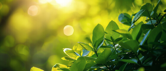 Sunlight Piercing Through the Green Leaves of a Maple Tree