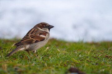 house sparrow is looking for food on the lawn in the garden at a winter day