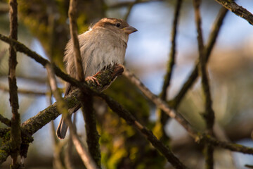 a sparrow perched on a twig a winter morning
