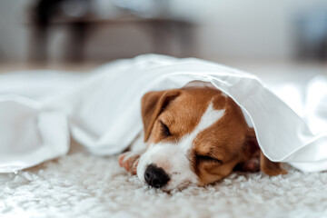 Funny small puppy Jack russell terrier breed sleeps under white sheet on white carpet