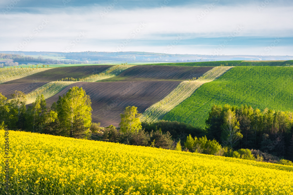 Wall mural Agricultural fields of South Moravia, Czech Republic. Rural spring landscape with colored striped hills, trees and flowering rape field