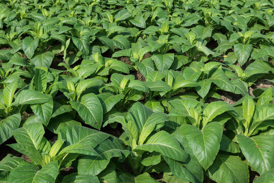 green tobacco leaves.this photo was taken from Chittagong,Bangladesh.