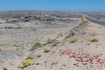 Slenderleaf Iceplant on roadside of B4 in Sperrgebiet desert, near Luderitz,  Namibia
