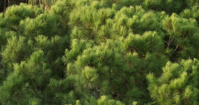Close green pines needles woods, evergreen trees in summer forest. Timelapse natural greenery background. Time Lapse, Time-lapse. Gently wind.