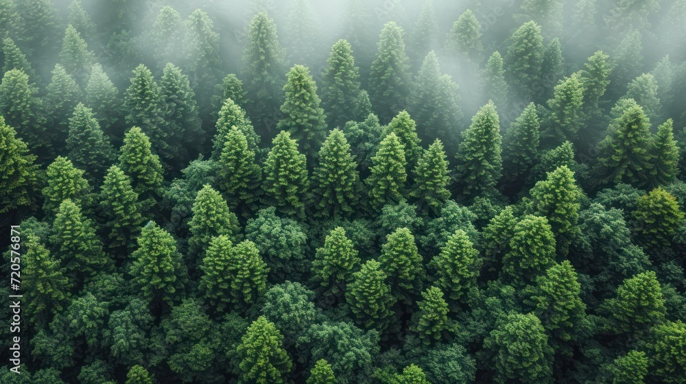 Poster a group of trees in the middle of a forest in the middle of a foggy day in the middle of the forest 