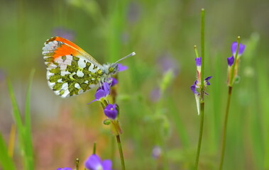 Anthocharis cardamines 956