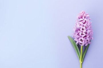 Obraz premium Seasonal violet Hyacinth spring flowers on left side of pastel violet background with blank copy space