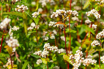 A bee pollinates buckwheat flowers.