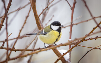 A female great Tit sits on the branch without leaves on a cold winter day.