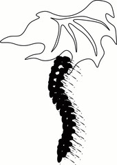 illustration of a caterpillar
