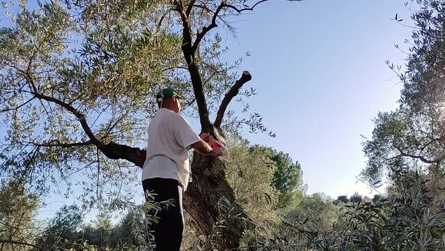 Rural man prunes with chainsaw the olive tree in mountain olive grove field at sunset at the end of winter. Rural lifestyle. Seasonal field work.