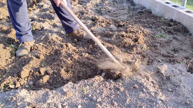 The farmer tills the land of his organic garden with the hoe