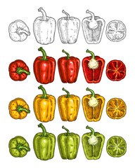 Whole and half sweet bell peppers. Vintage engraving vector black illustration.